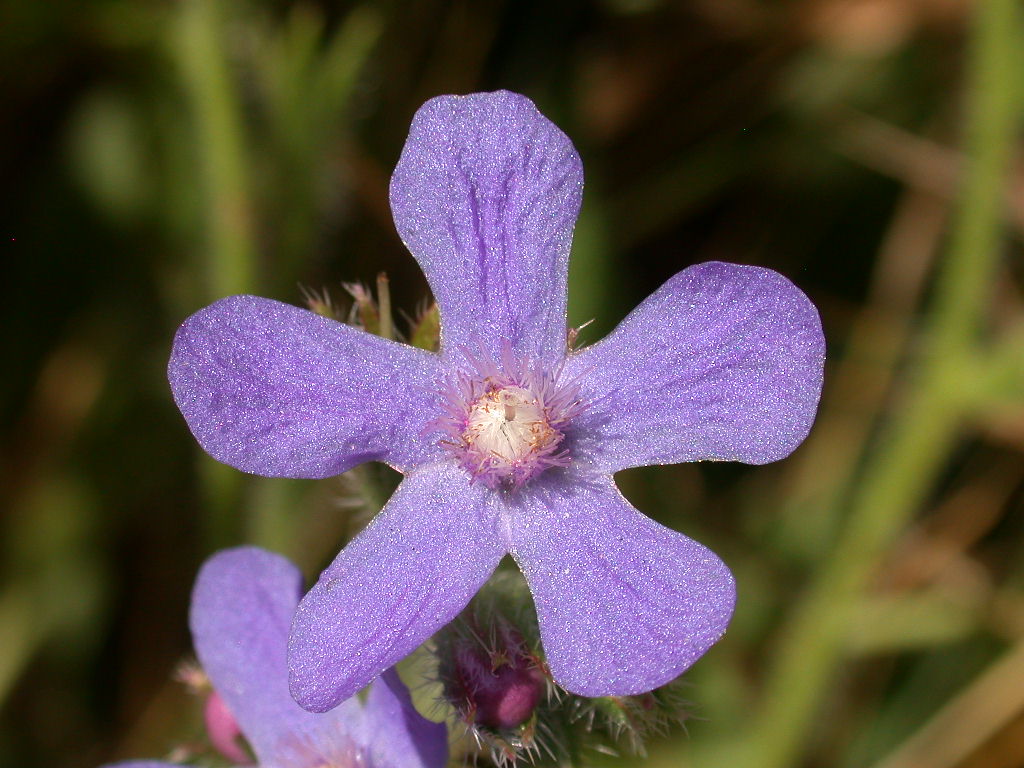 Anchusa azurea (=italica) / Buglossa azzurra